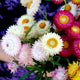 Bouquet of colorful flowers including strawflowers and asters on a dark background
