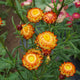Close-up of orange strawflowers with green leaves in a garden setting