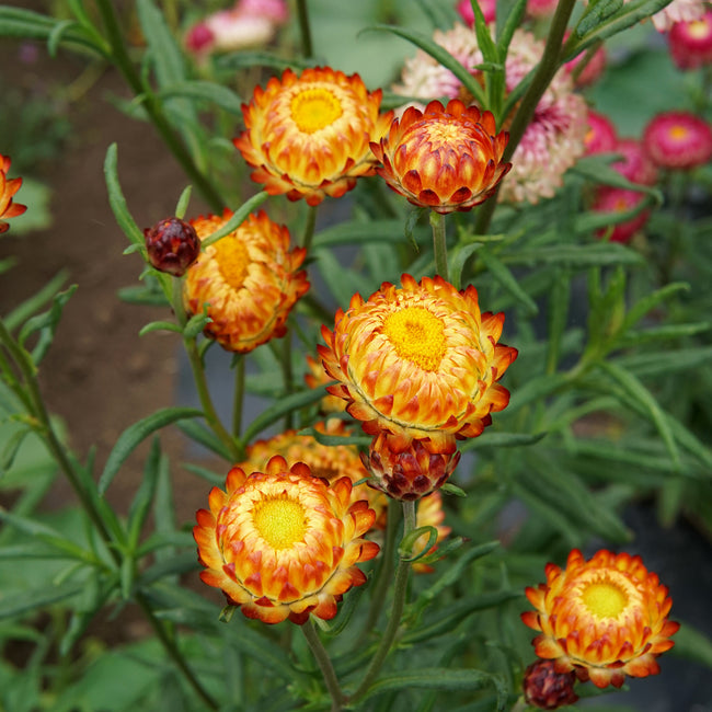 Close-up of orange strawflowers with green leaves in a garden setting
