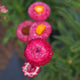 Close-up of pink flowers with orange centers on a blurred green background