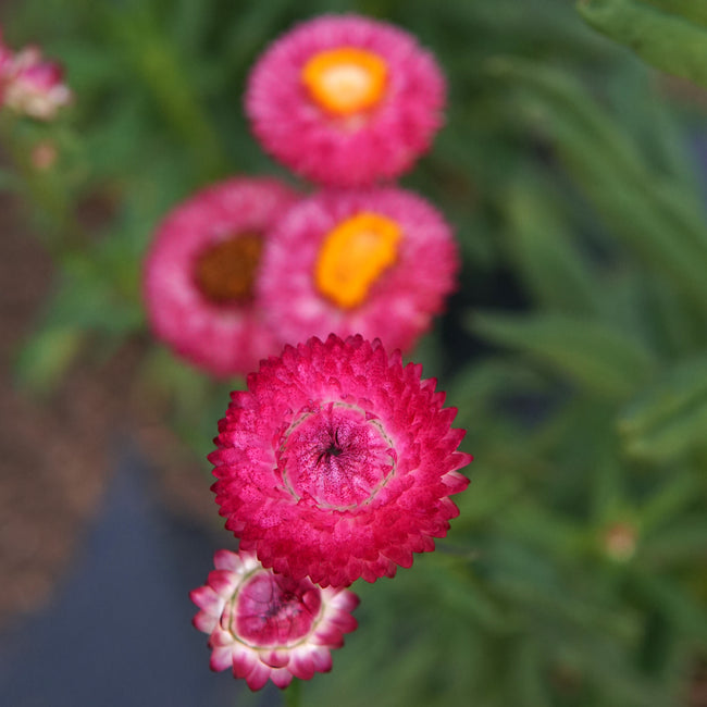 Close-up of pink flowers with orange centers on a blurred green background
