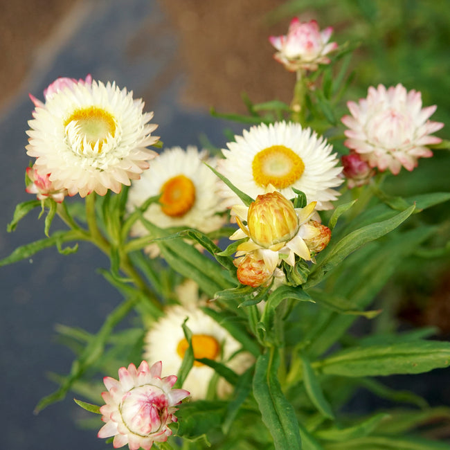 Close-up of strawflowers with green leaves against a blurred background