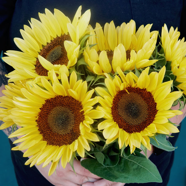 PROCUT® PEACH-SUNFLOWER