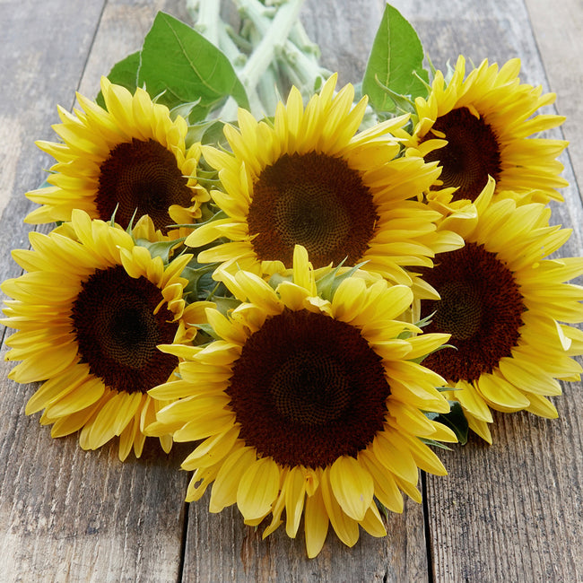 PROCUT® PEACH-SUNFLOWER