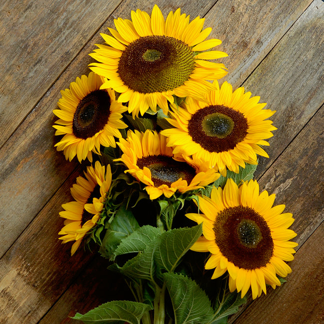 Bouquet of sunrich orange summer sunflowers on a wooden surface