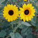 FULL SUMMER-SUNFLOWER