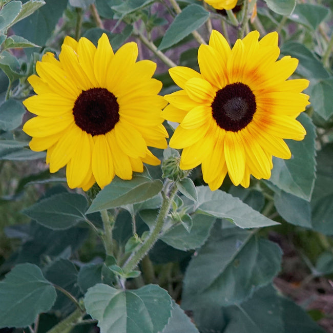 FULL SUMMER-SUNFLOWER