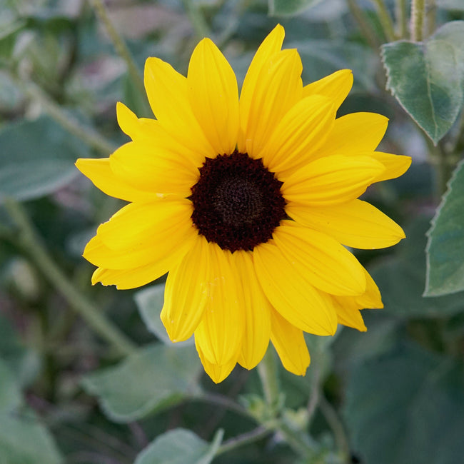 FULL SUMMER-SUNFLOWER