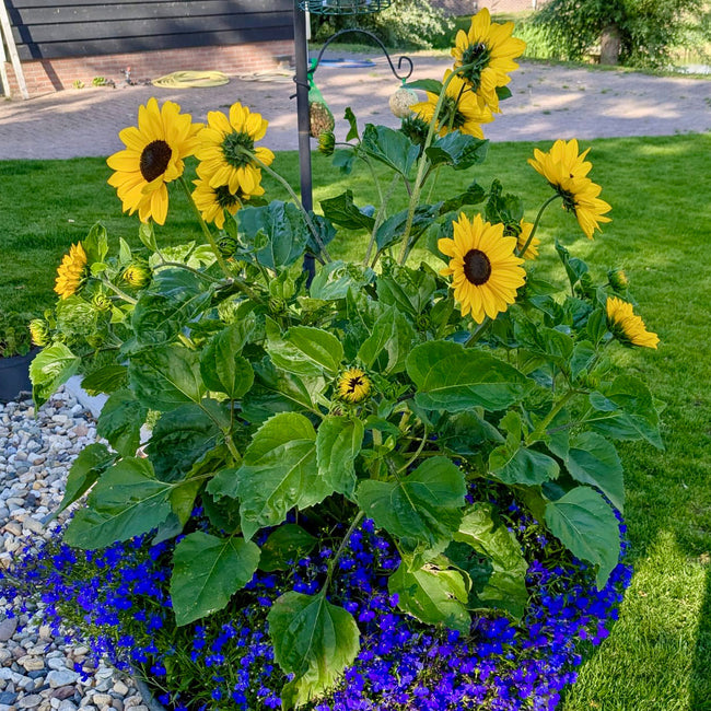 FULL SUMMER-SUNFLOWER