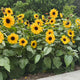 FULL SUMMER-SUNFLOWER