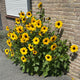 FULL SUMMER-SUNFLOWER