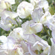 HIGH SCENT-SWEET PEA