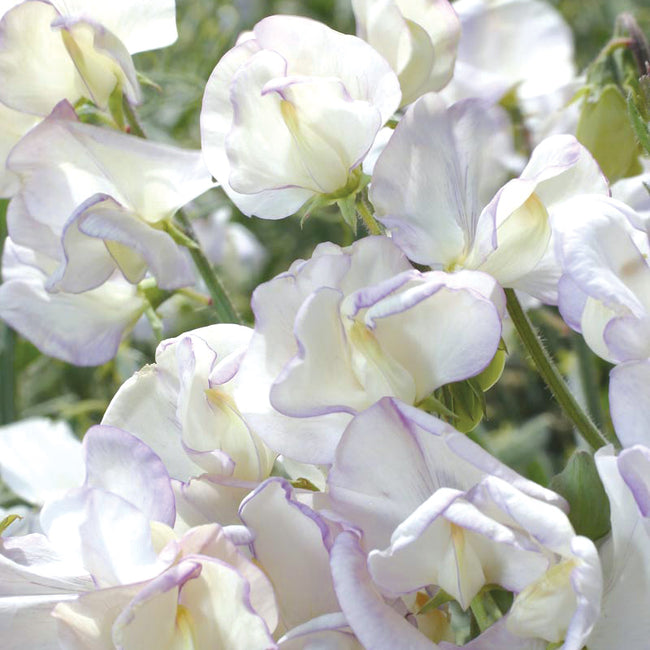 HIGH SCENT-SWEET PEA