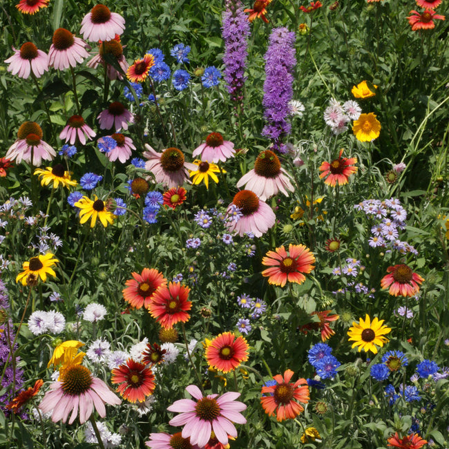NORTHEAST WILDFLOWER MIX-MIX