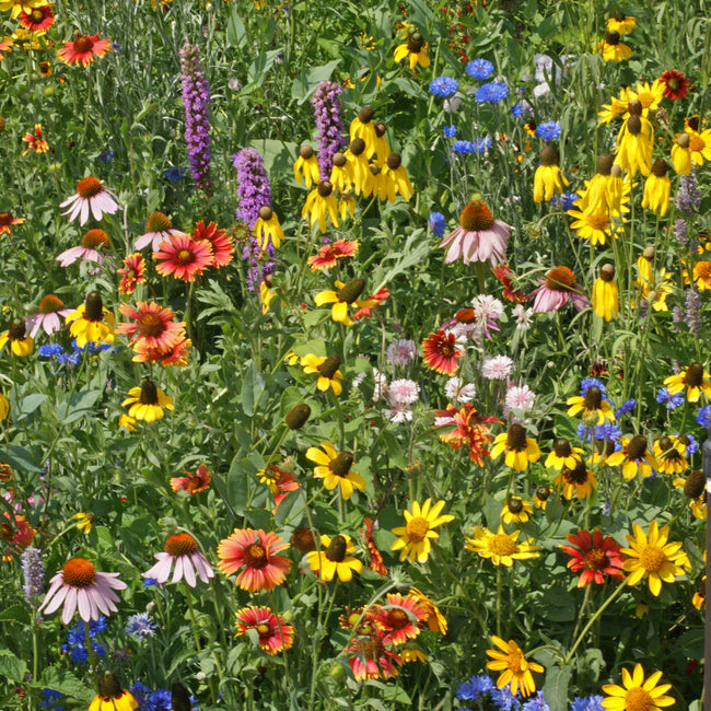 MIDWEST WILDFLOWER MIX-MIX