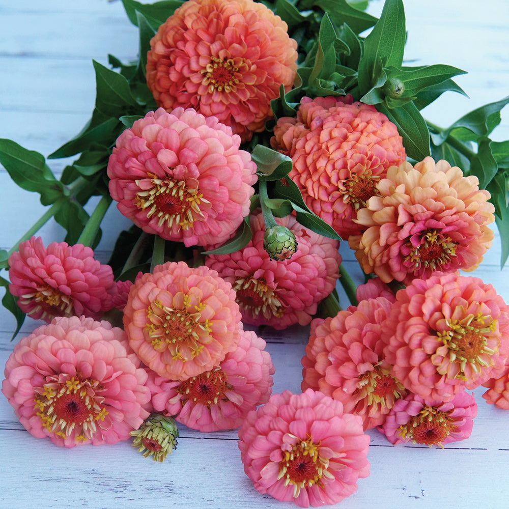 Oklahoma Salmon Zinnia Flower Seed | Territorial Seed