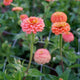 OKLAHOMA SALMON-ZINNIA