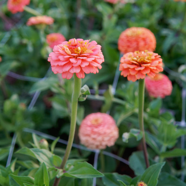OKLAHOMA SALMON-ZINNIA