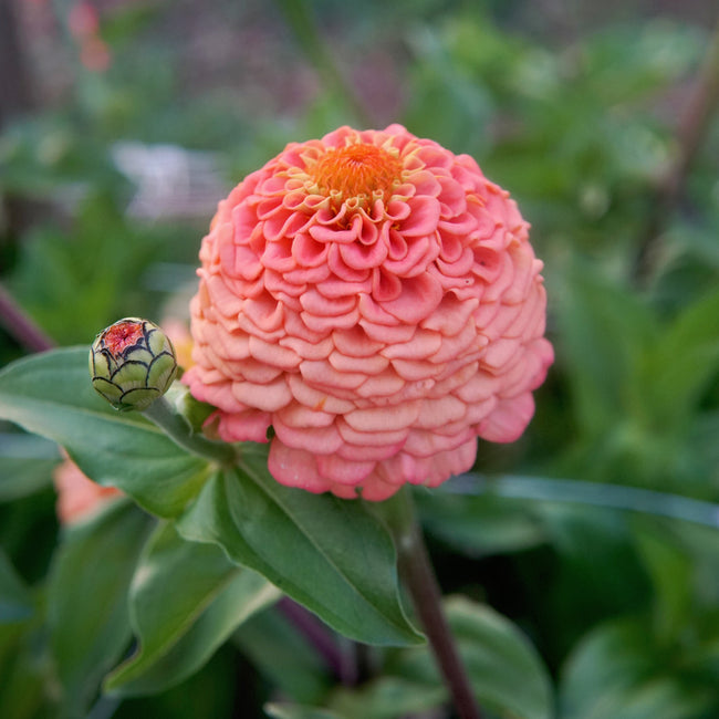 OKLAHOMA SALMON-ZINNIA