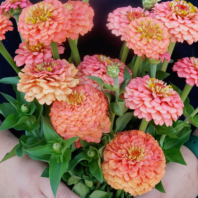 OKLAHOMA SALMON-ZINNIA