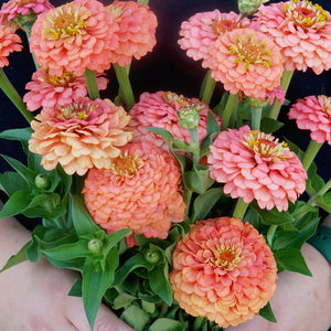 OKLAHOMA SALMON-ZINNIA