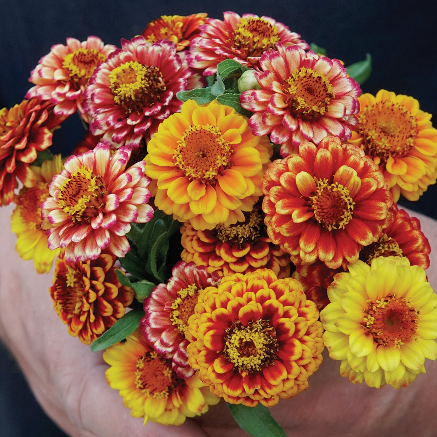 豪華天然ルースセット2651 Aztec Sunset Zinnia Seed Mix | Fleuroselect Gold Medal Winner