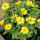 ZAHARA YELLOW IMPROVED-ZINNIA