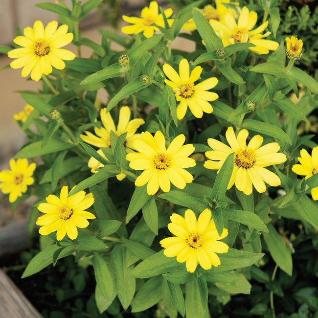 ZAHARA YELLOW IMPROVED-ZINNIA
