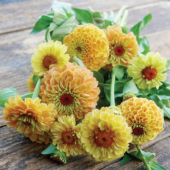 QUEEN LEMON PEACH-ZINNIA
