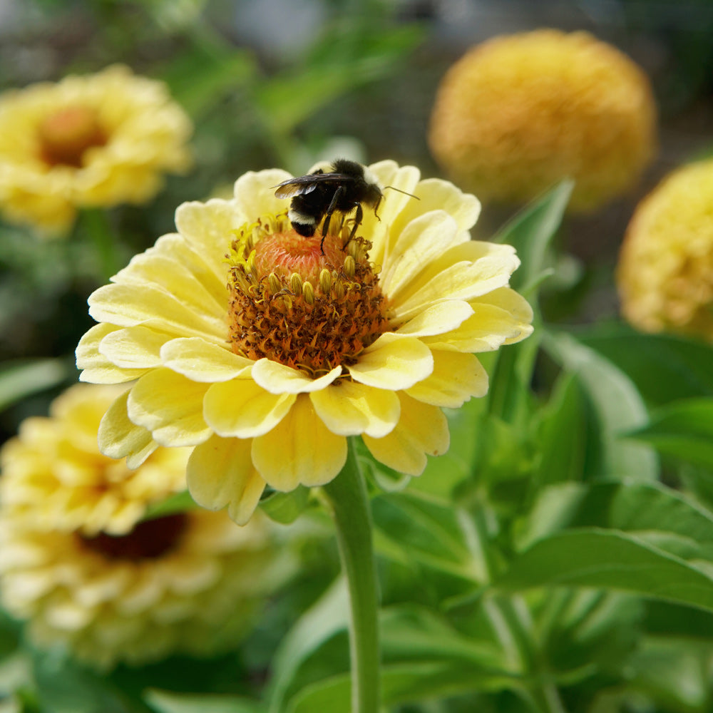 Queen Lemon Peach Zinnia - Thumbnail 4