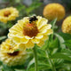 QUEEN LEMON PEACH-ZINNIA