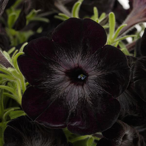 FUN HOUSE™ BLACK WIDOW-PETUNIA