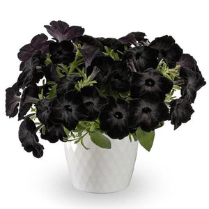 FUN HOUSE™ BLACK WIDOW