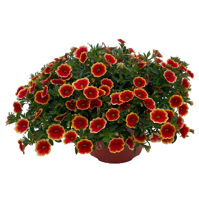 UNIQUE SANGRIA FIZZ-CALIBRACHOA