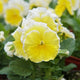 Close-up of yellow and white flowers with green leaves from a sunshine viola. 