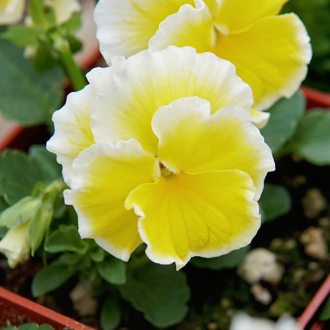 Close-up of a sunshine viola which is a yellow and white flower with green leaves in the background
