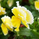 Close-up of a yellow flower with ruffled petals on a green background. Its a sunshine viola
