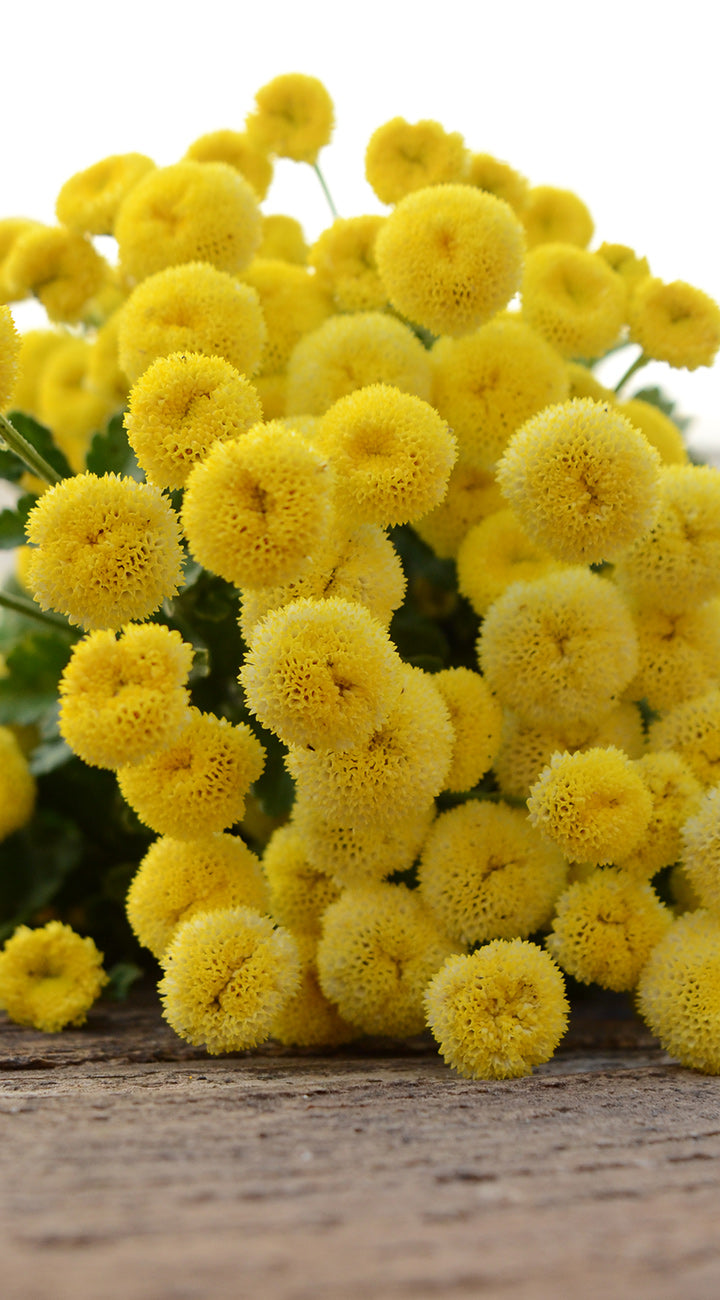 Vegmo Sunny Ball Feverfew - Thumbnail 4