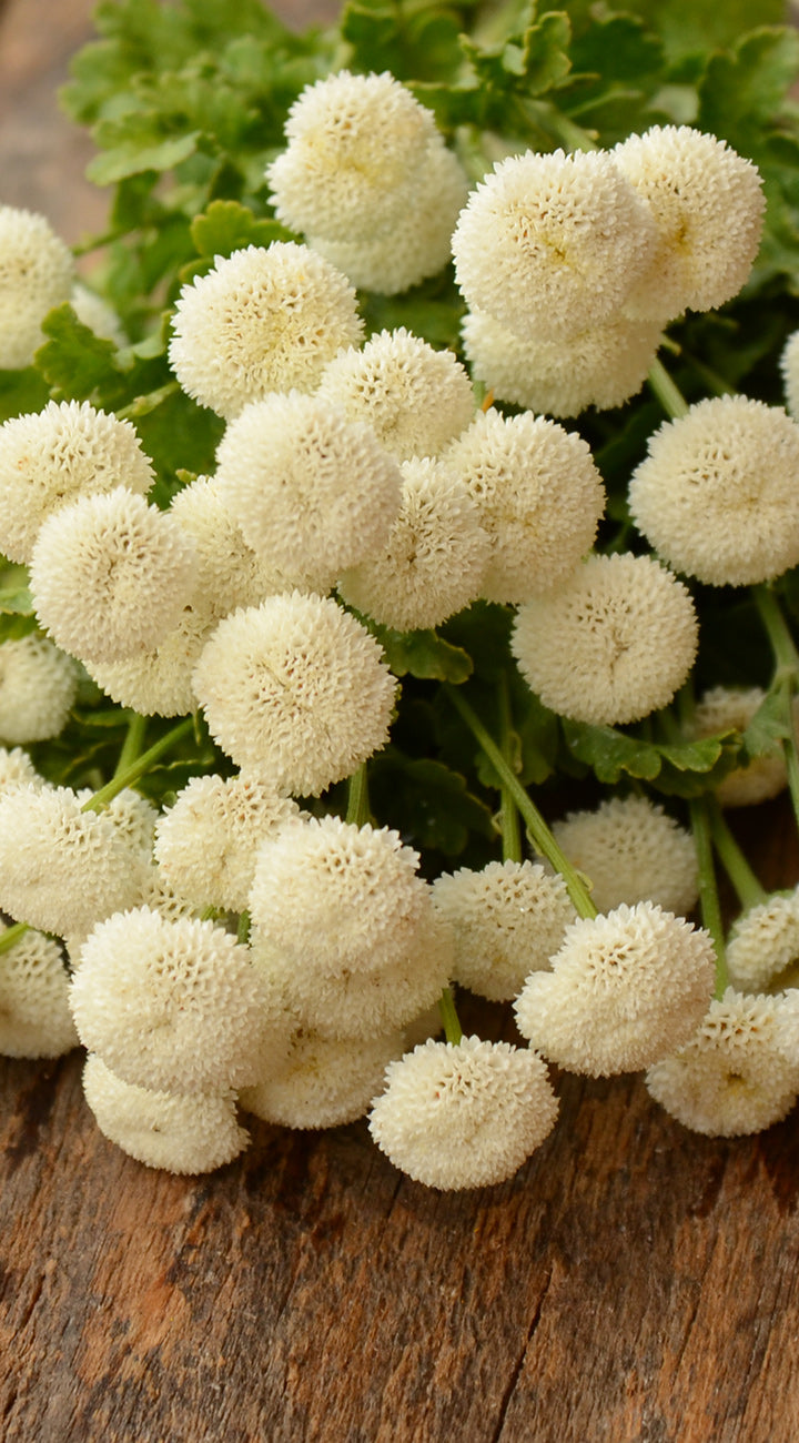 Vegmo Sunny Ball Feverfew - Thumbnail 5