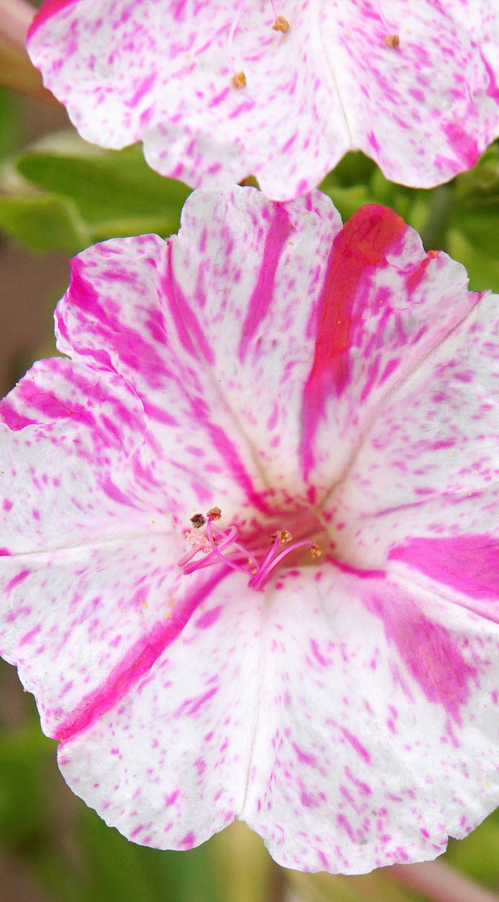 Close-up of a pink and white four o'clocks flower with a blurred green background