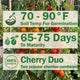 GRAFTED DOUBLE SUNGOLD/SWEET MILLION
