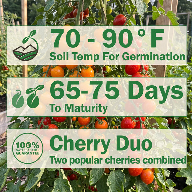 GRAFTED DOUBLE SUNGOLD/SWEET MILLION