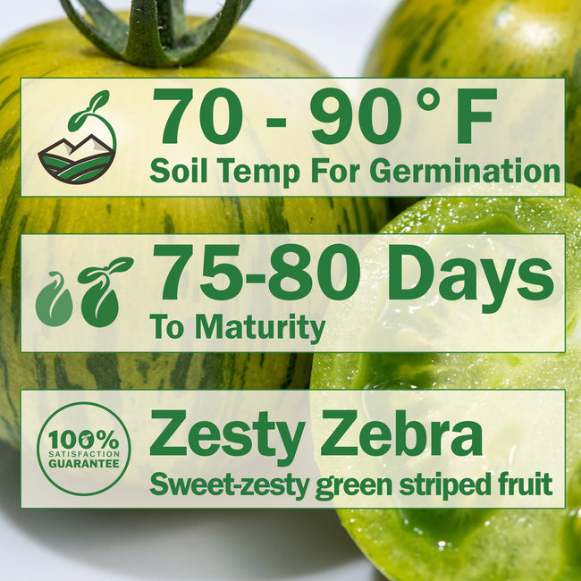 GREEN ZEBRA