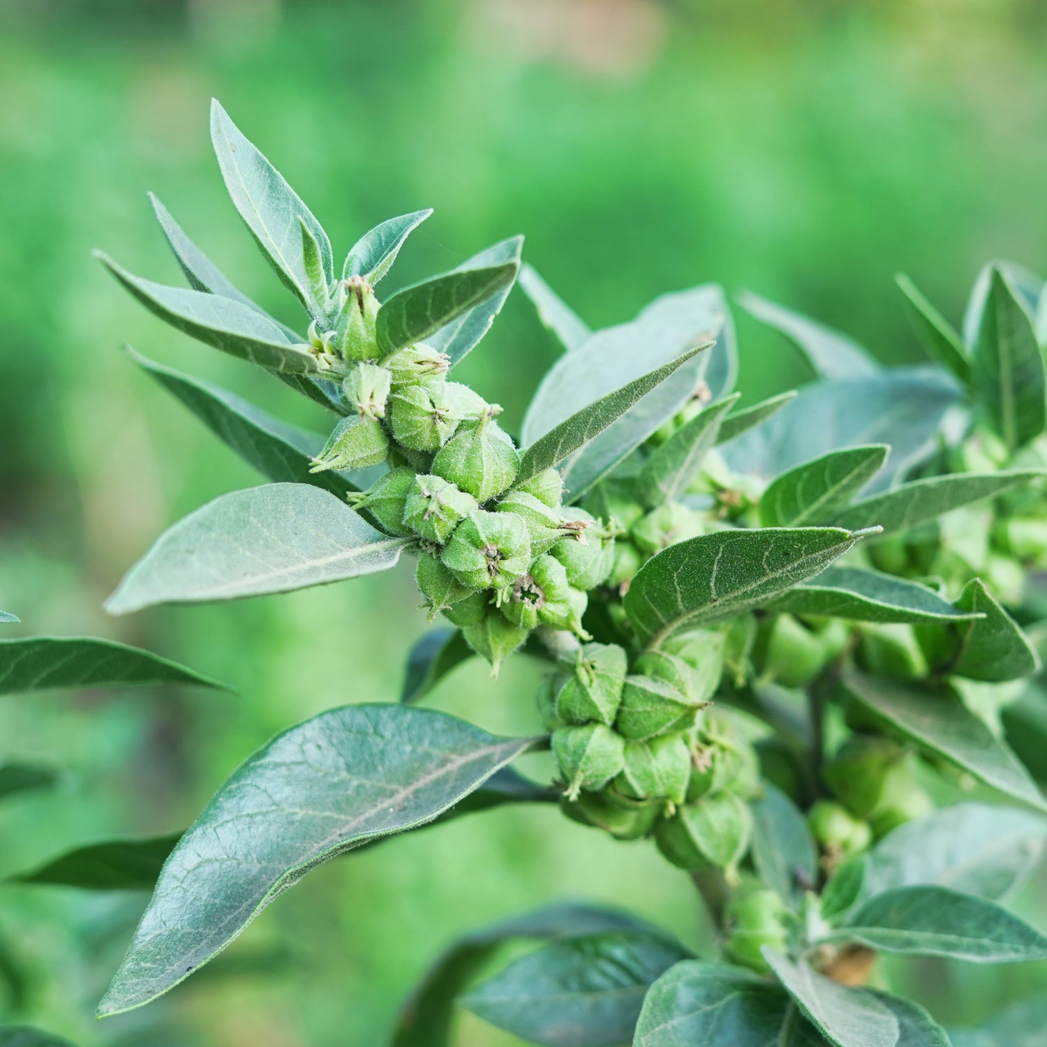 Ashwagandha