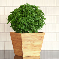 Territorial Seed Company Store photo 4