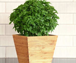 BONSAI-BASIL