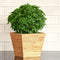 BONSAI-BASIL