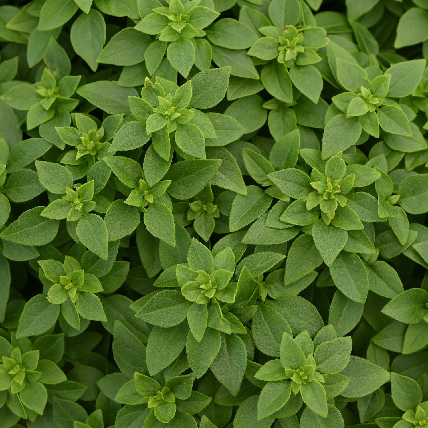 Territorial Seed Company Bonsai Basil - Thumbnail 2