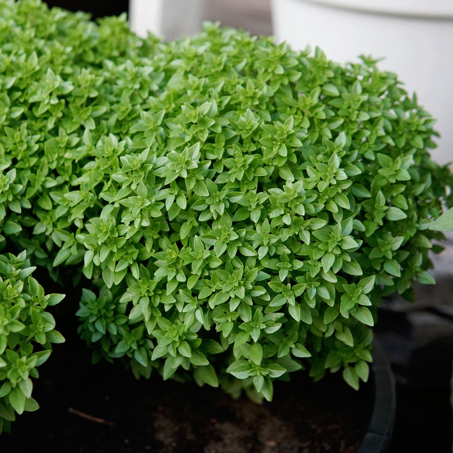 Bonsai Basil - Thumbnail 2