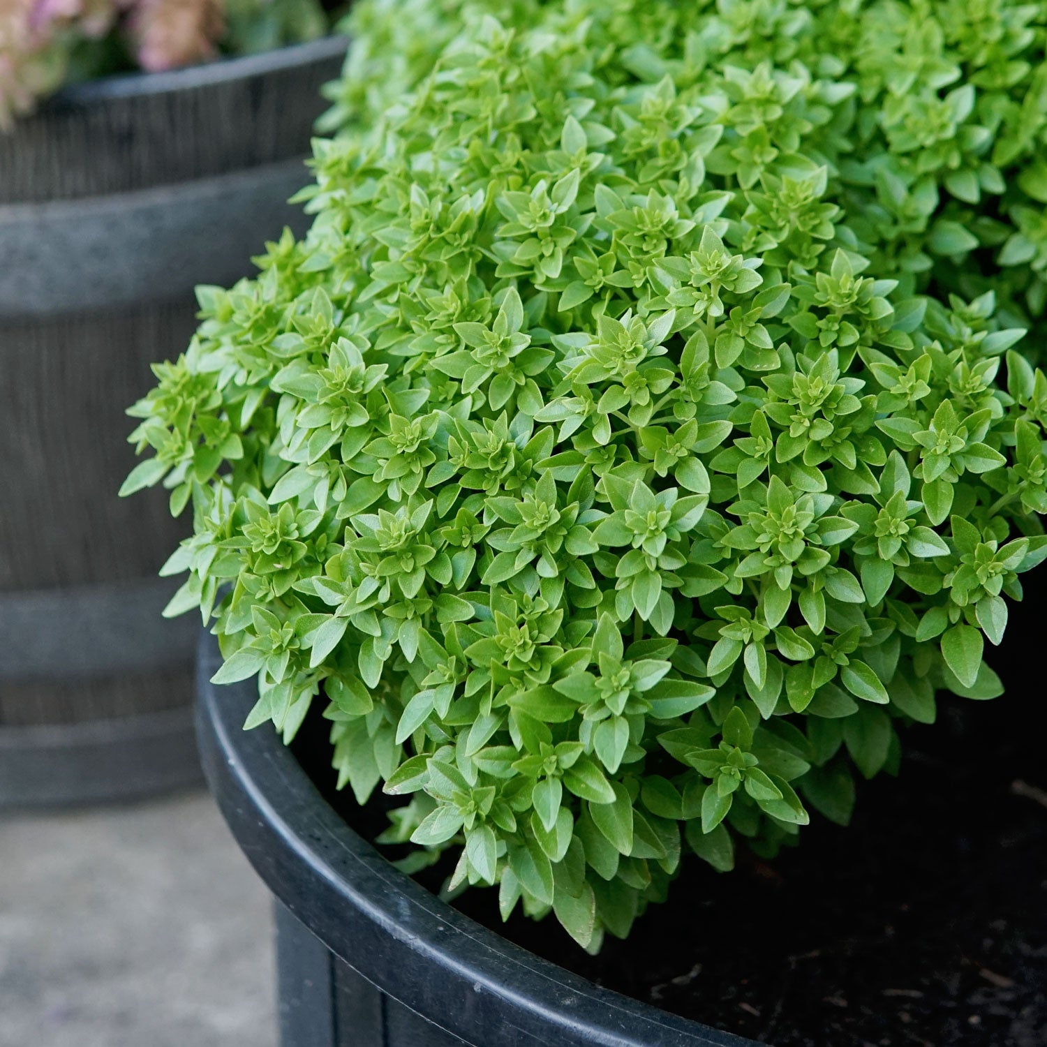 Bonsai Basil - Thumbnail 3